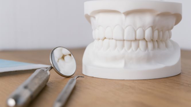 Modelo dental físico
